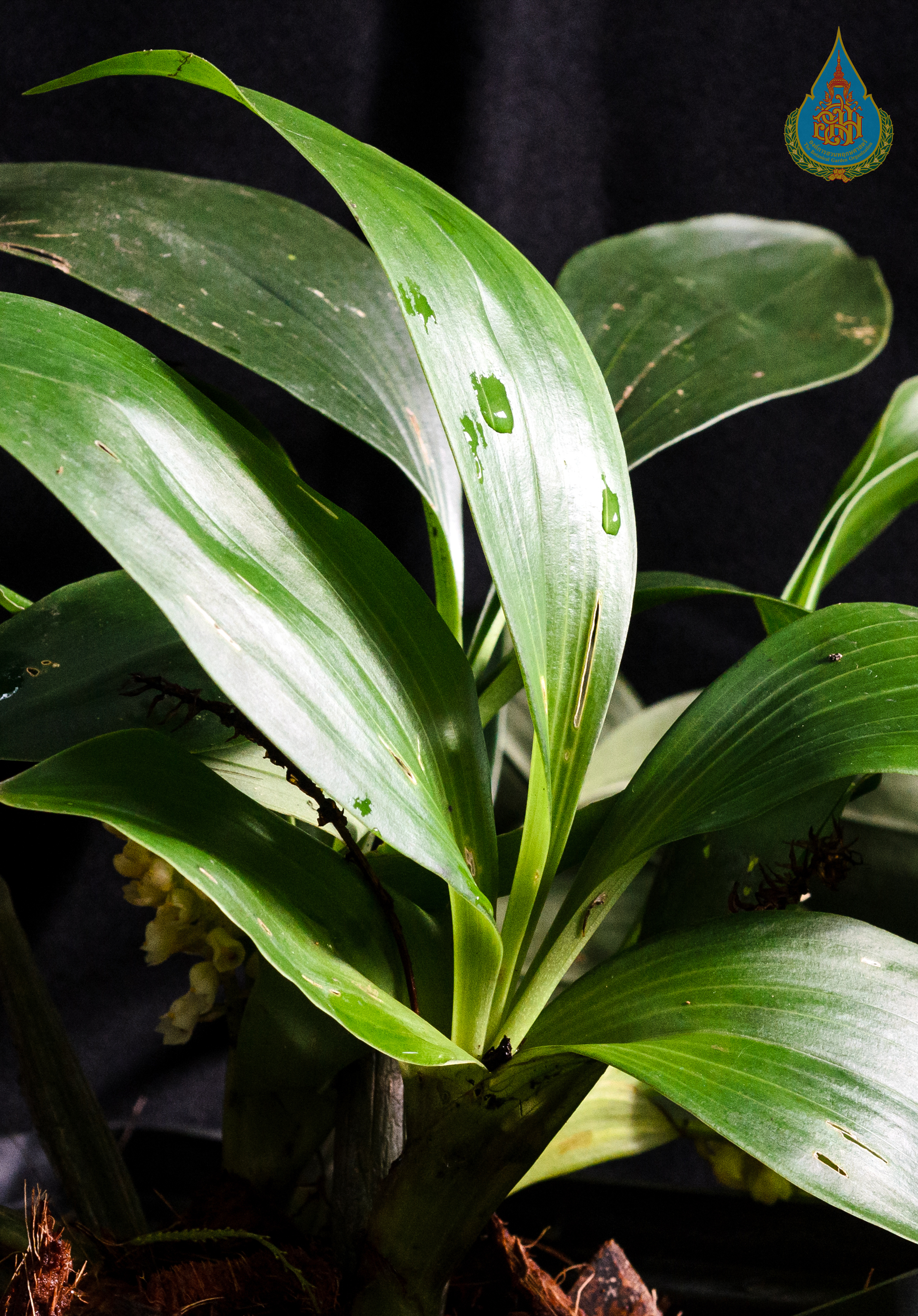 เอื้องนิ่มดอย Pinalia spicata (D.Don) S.C.Chen & J.J.Wood<br/>ORCHIDACEAE